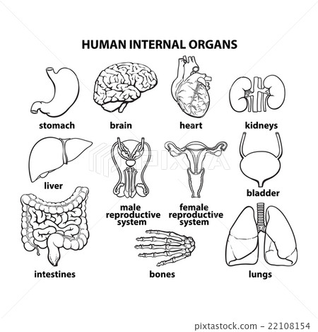 The internal organs of man, set The internal organs of man, set 22108154