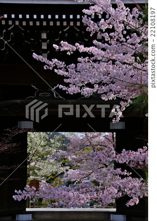 Kyoto, cherry blossoms at the temple Kyoto, cherry blossoms at the temple 22108197