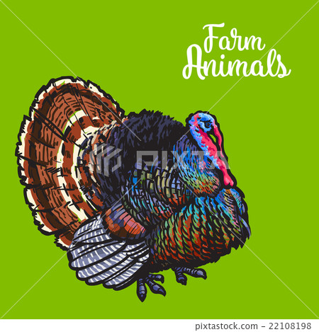 Isolated sketc farm turkey on a background Isolated sketc farm turkey on a background 22108198