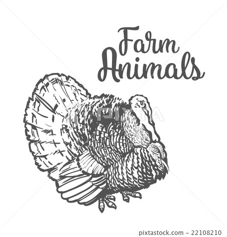 Isolated sketc farm turkey on a white background 22108210