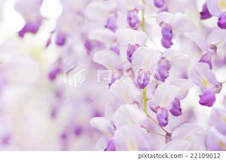 Kuju Fuji Kuju Fuji 22109012