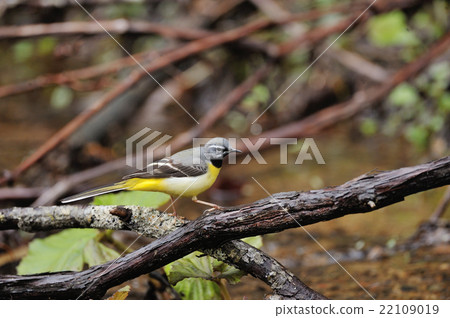 沿河的一個惡作劇步行分支 22109019