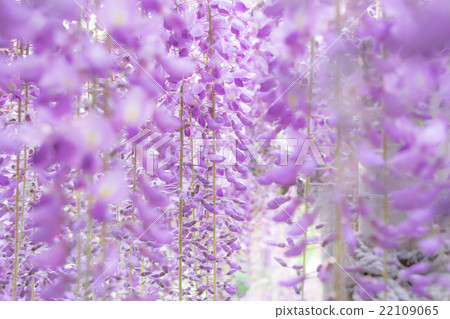 Another inside the wisteria world Another inside the wisteria world 22109065
