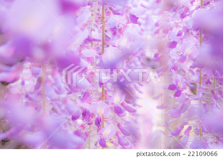 Another inside the wisteria world Another inside the wisteria world 22109066