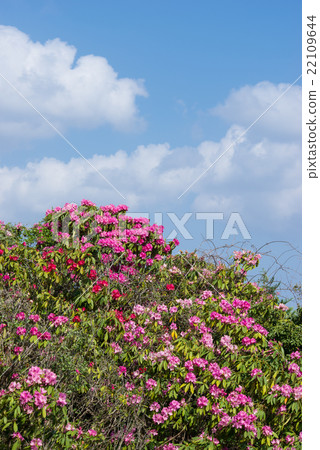 A flower garden of Ashusaka 22109644