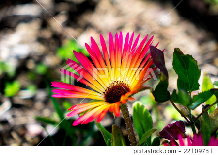 利文斯頓雛菊 22109731