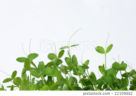 Mamenae Mamenae 22109882