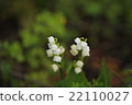 Lily of the valley 22110027