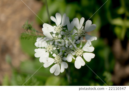 Orlea · Grandy Flora Orlea · Grandy Flora 22110347
