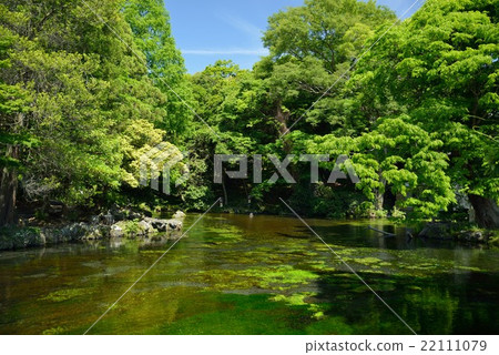 Mt. Fuji Honmu Shirama Asama Taisha Spring Pond 22111079