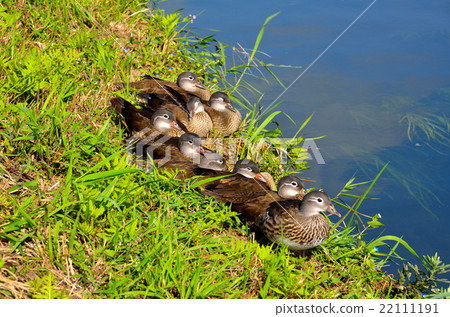 Child rearing Child rearing 22111191