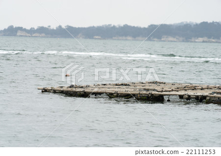 Oyster aquaculture 22111253