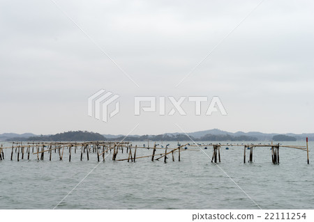 Oyster aquaculture 22111254