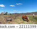 Horses Grazing in the Pasture 22111399