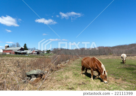 Horses Grazing in the Pasture Horses Grazing in the Pasture 22111399