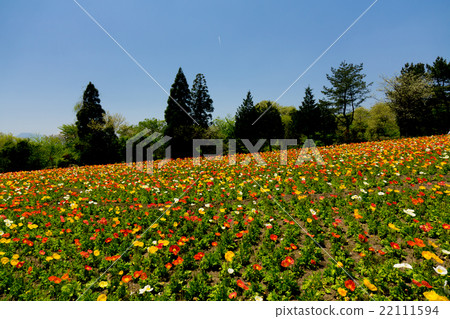  Flower garden 22111594