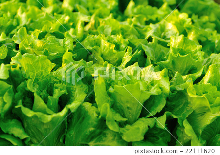 green lettuce crops in growth at vegetable garden green lettuce crops in growth at vegetable garden 22111620