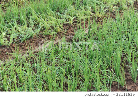 spring onion plants in growth spring onion plants in growth 22111639