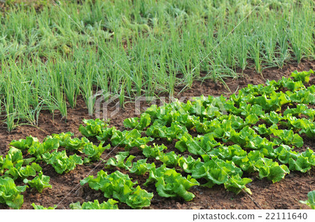 variety vegetable plants in growth variety vegetable plants in growth 22111640