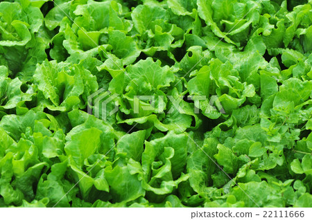 green lettuce crops in growth at vegetable garden green lettuce crops in growth at vegetable garden 22111666