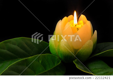 Magnolia Candle Flower 22112421