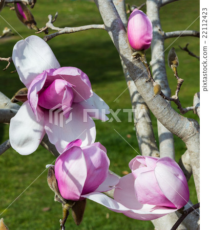 Magnolia Flower Magnolia Flower 22112423