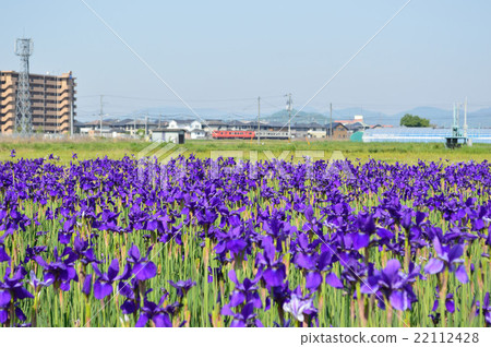 高松城堡的虹膜破壞公園 高松城堡的虹膜破壞公園 22112428