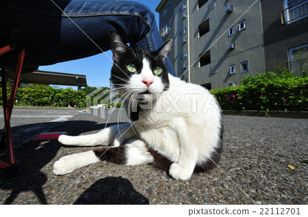 一隻貓舔我的腳 一隻貓舔我的腳 22112701