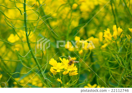 強姦鮮花和天空 強姦鮮花和天空 22112746