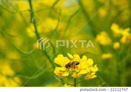 強姦鮮花和天空 22112747