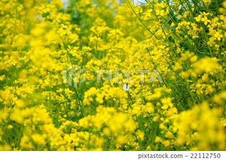 強姦鮮花和天空 22112750