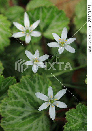 Leaves of Oohana and Yukinoshita 22113281