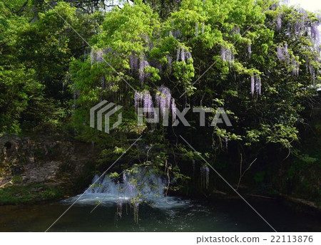 Wisteria's attraction in Yamaguchi prefecture Wisteria's attraction in Yamaguchi prefecture 22113876