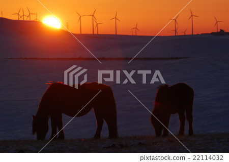 日落和蒙古馬 日落和蒙古馬 22114032