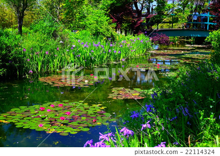 Water lily flower bloom Monet's garden 22114324
