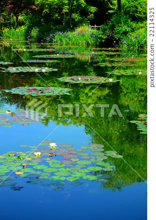 Water lily flower bloom Monet's garden Water lily flower bloom Monet's garden 22114325