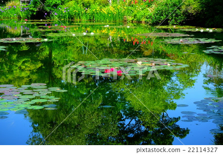 Water lily flower bloom Monet's garden 22114327