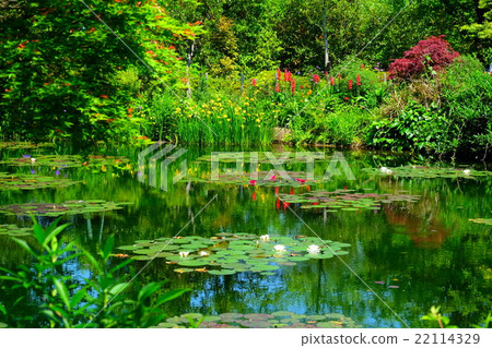 Water lily flower bloom Monet's garden 22114329