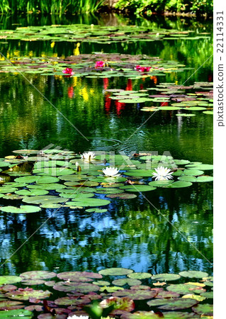 睡蓮花綻放莫奈的花園 22114331