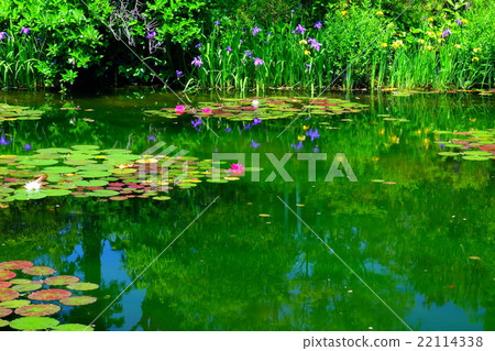 Water lily flower bloom Monet's garden 22114338