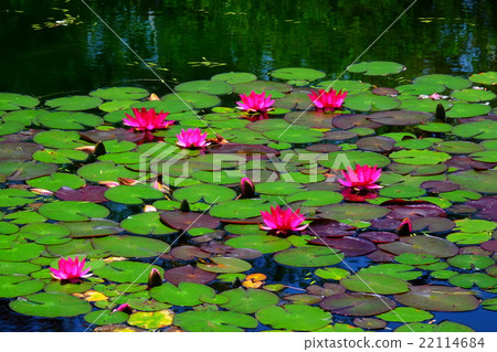 Water lily flower bloom Monet's garden 22114684