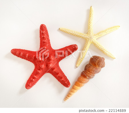 Collection of sea shells and stars Collection of sea shells and stars 22114889