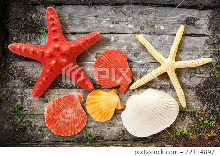 Collection of sea shells and stars Collection of sea shells and stars 22114897