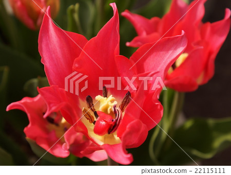 Tulip sky color 22115111