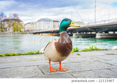 mallard duck in Geneve, Switzerland 22115967