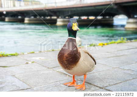 mallard duck in Geneve, Switzerland mallard duck in Geneve, Switzerland 22115972