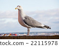 Umineko (Estonia · Tallinn) 22115978