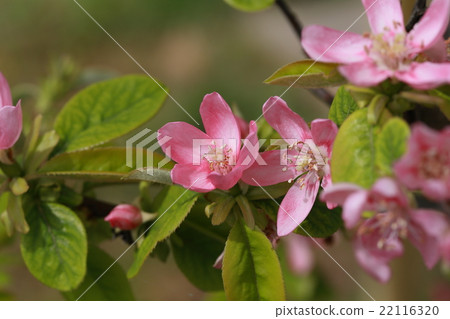 卡琳花， 22116320