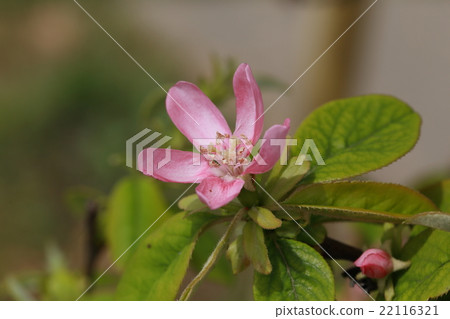 卡琳花， 22116321