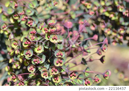 Euphorbia purplea Euphorbia purplea 22116437